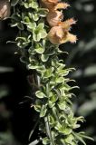 Digitalis ferruginea. Завязавшиеся плоды. Белгородская обл., пос. Ракитное, ул. Сосновая, 2, в культуре. 22 июля 2026 г.