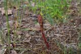 genus Orobanche. Зацветающее растение. Грузия, край Самцхе-Джавахети, Ахалцихский муниципалитет, левый борт р. Цинубанисцкали, 1,8 км выше по течению от горячего источника Цинубани, гребень небольшого отрога, выс. 1150 м н.у.м., опушка перед дубовой рощей. 9 июня 2026 г.