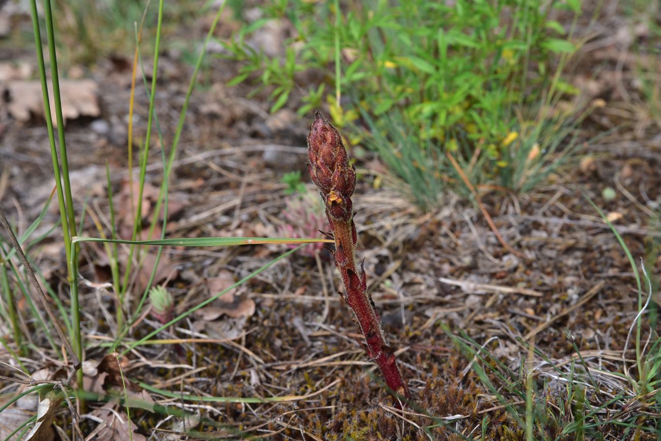 Image of genus Orobanche specimen.