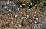 genus Daucus. Цветущие и плодоносящие растения. Португалия, округ Бежа, мыс Сардао, окраина зарослей кустарников. 06.06.2026.