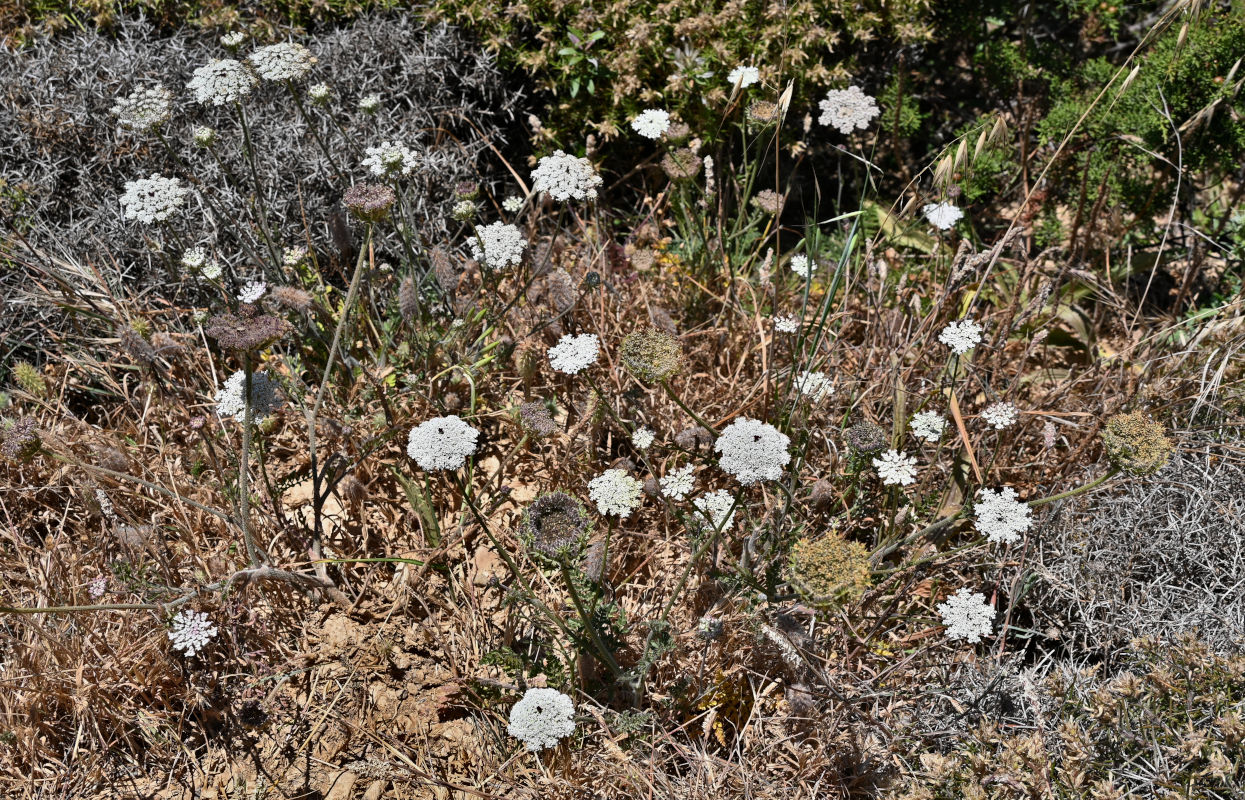 Image of genus Daucus specimen.