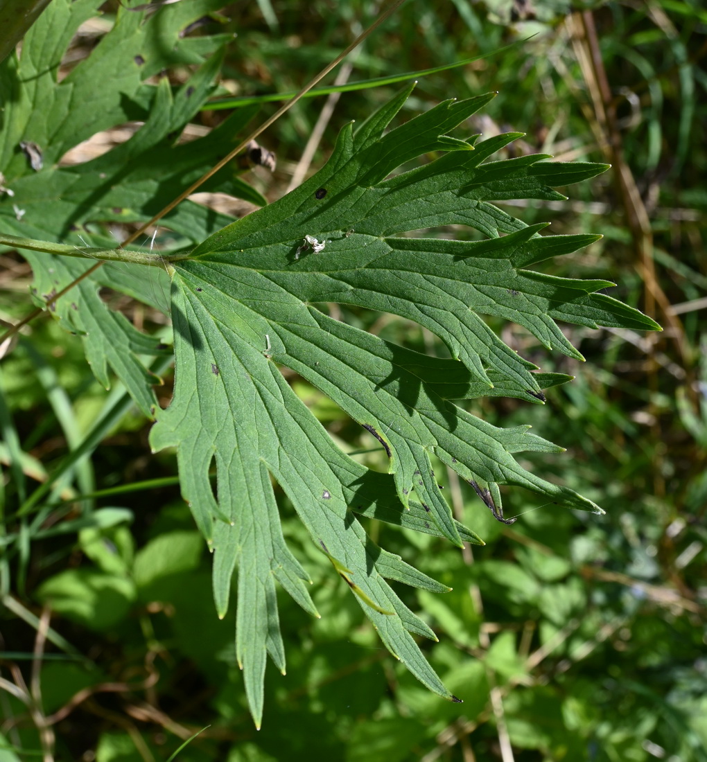 Изображение особи Delphinium cuneatum.