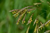 Bromopsis inermis. Соцветия. Московская обл., окр. г. Железнодорожный, дол. р. Чёрная, залежь. 16.06.2025.