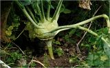 Brassica oleracea variety gongylodes. Побег с основаниями листьев. Московская обл., Раменский р-н, окр. дер. Хрипань, садовый участок. 13.09.2026.