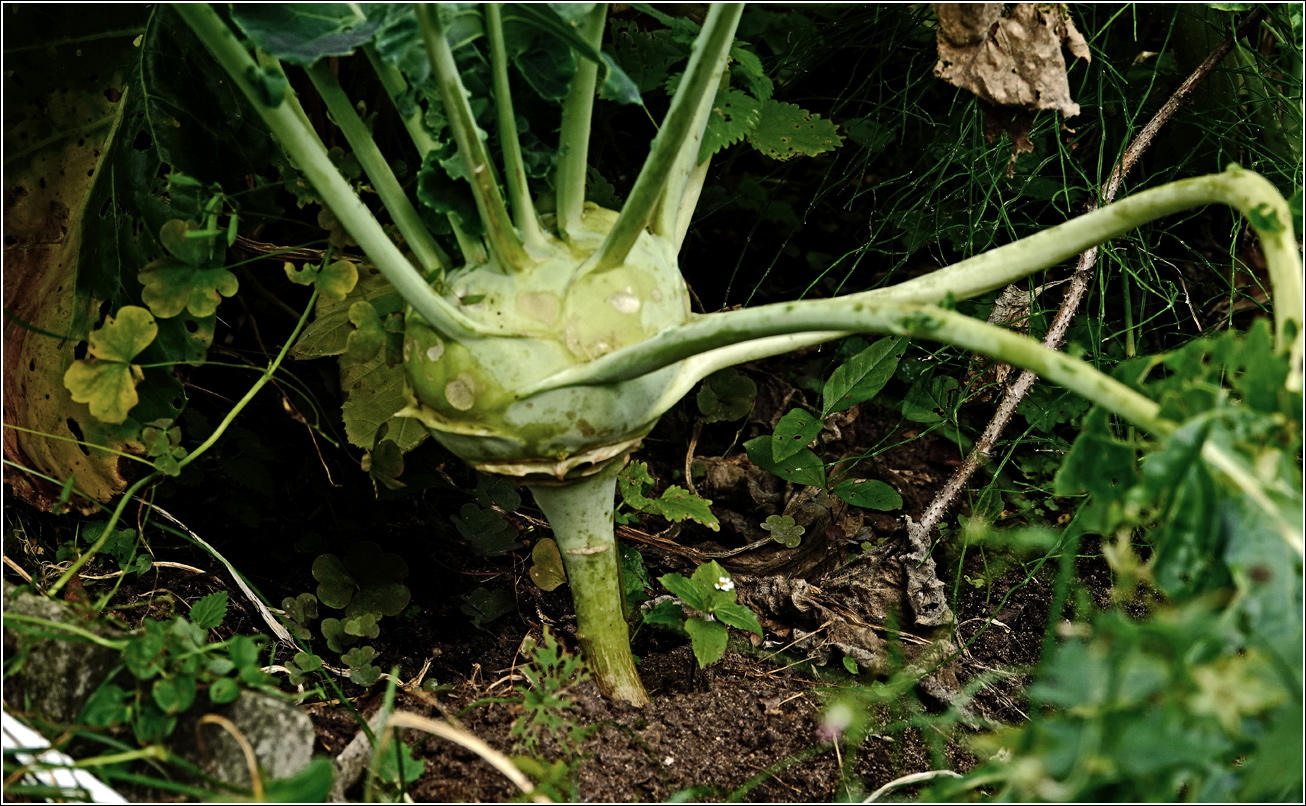 Image of Brassica oleracea var. gongylodes specimen.