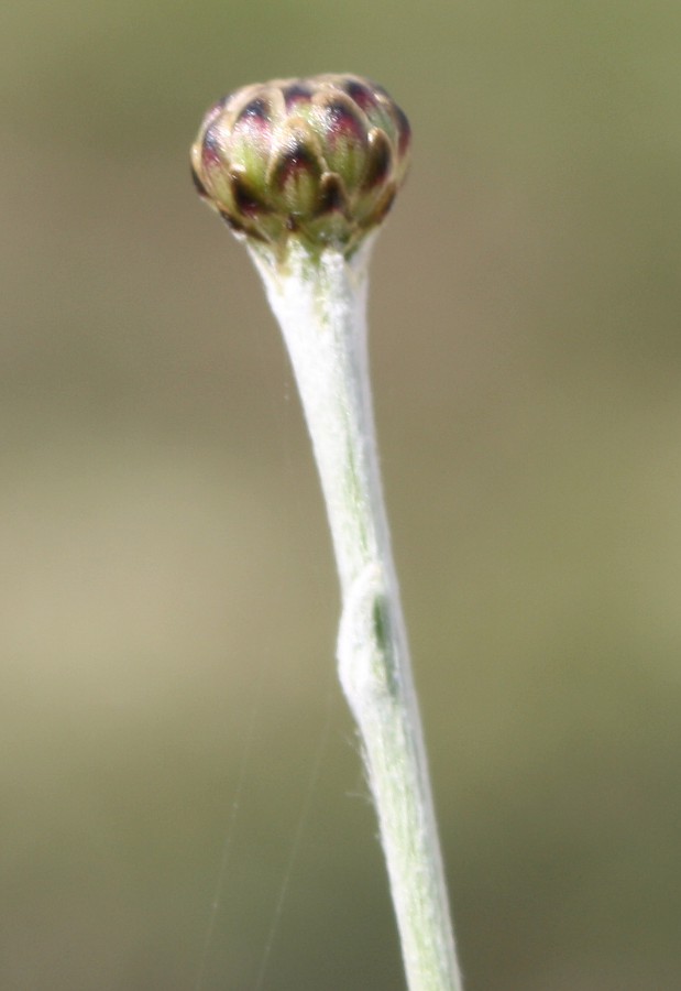 Image of Phagnalon rupestre specimen.