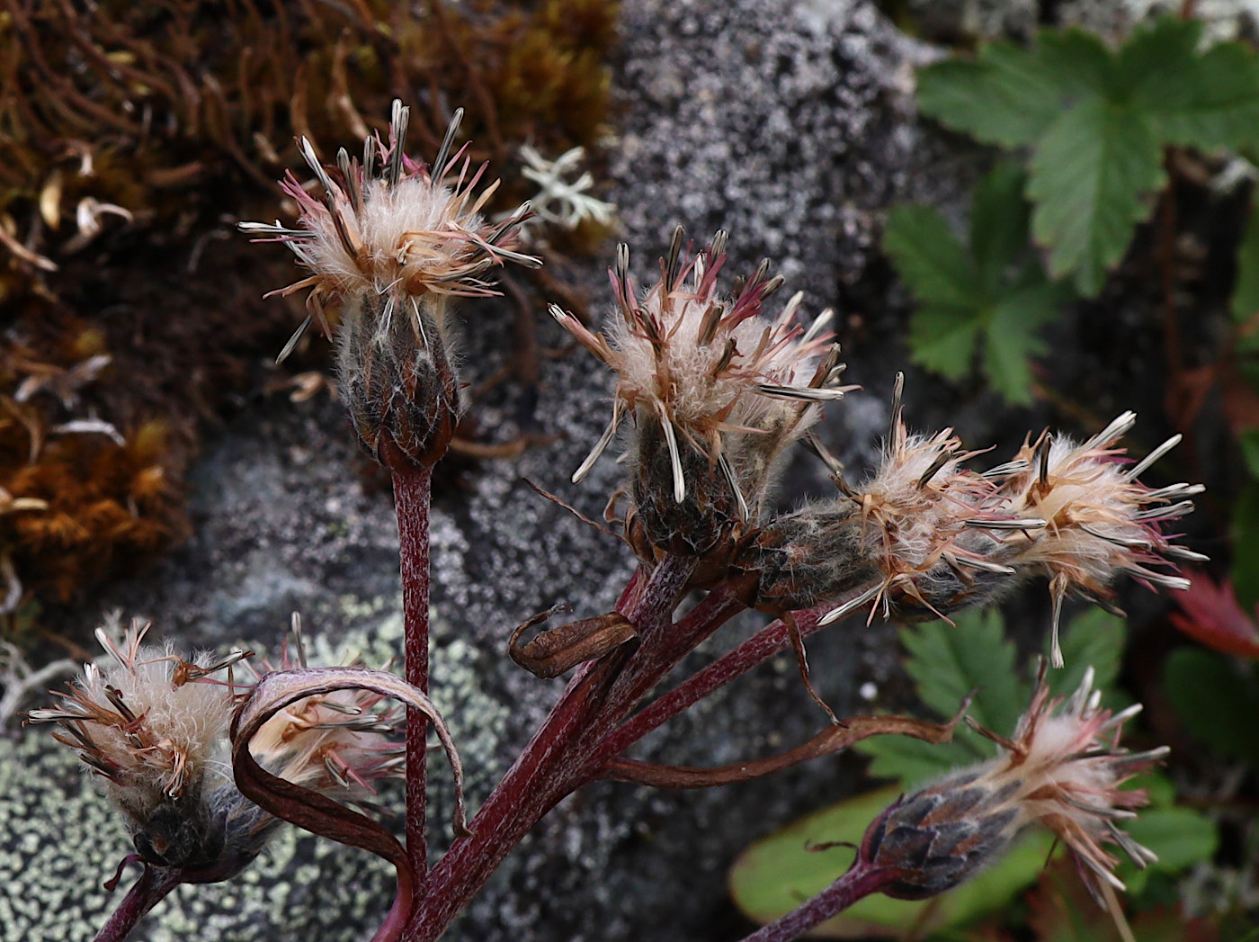 Image of Saussurea alpina specimen.