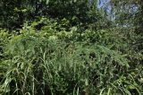 род Larix. Ветви с шишками. Приморский край, Хасанский р-н, Зарубинское гор. пос., окр. с. Витязь, приморский склон. 22.07.2026.