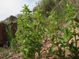семейство Lamiaceae. Верхушки расцветающих растений. Казахстан, юго-зап. отроги Джунгарского Алатау, горы Малайсары, вершина пер. Архарлы, ≈ 1030 м н.у.м., россыпь под скалами. 27 апреля 2026 г.