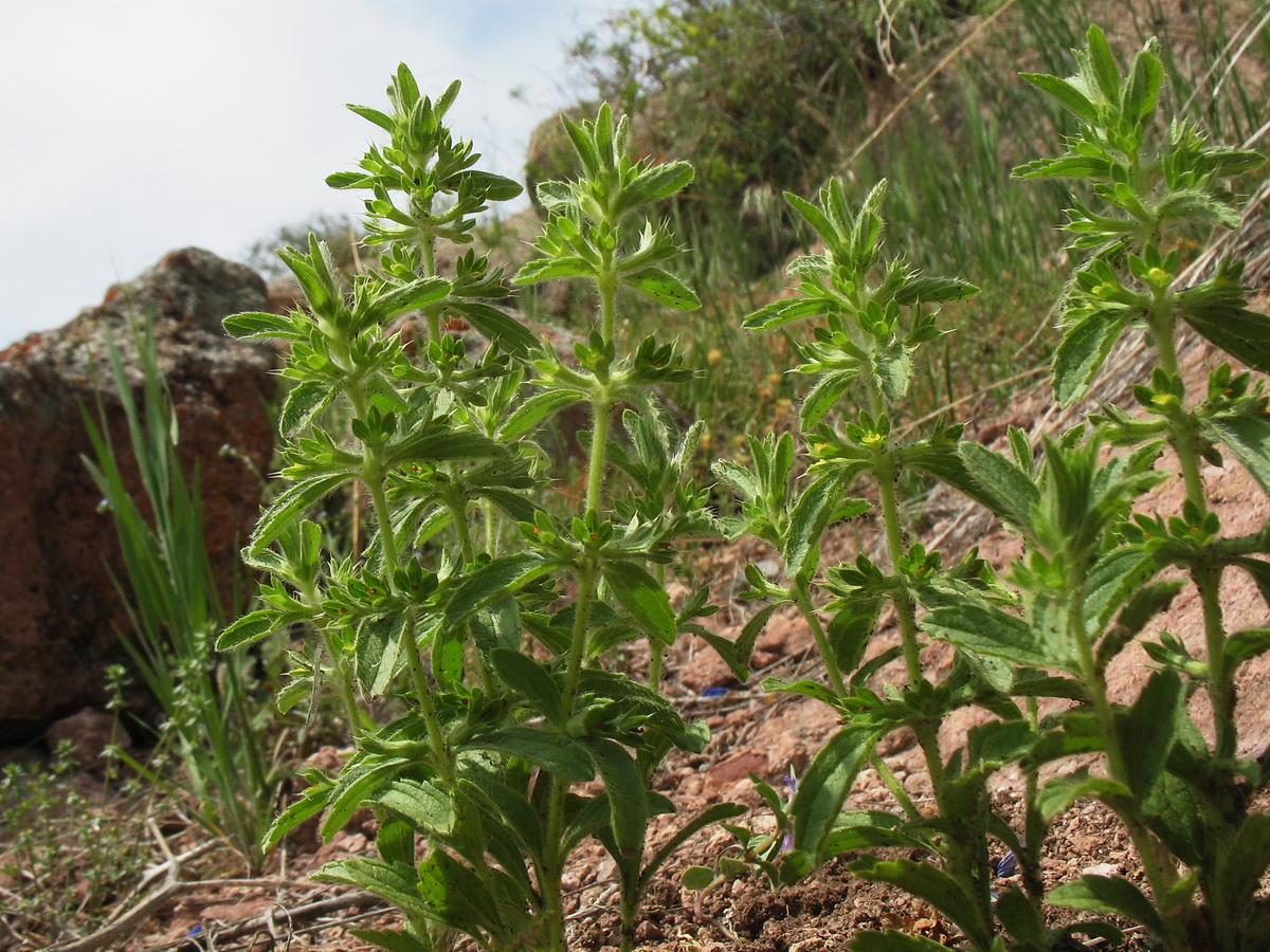 Изображение особи семейство Lamiaceae.