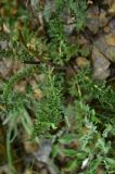 genus Pedicularis. Лист. Турция, ил Артвин, р-н Юсуфели, левый берег р. Бархал-Чайи, над порогом, выс.1800 м н.у.м., скальная полка. 14 июня 2026 г.