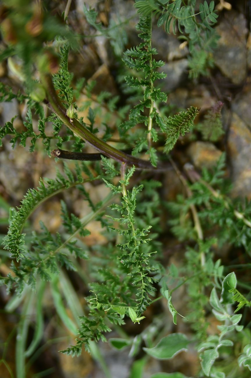 Изображение особи род Pedicularis.