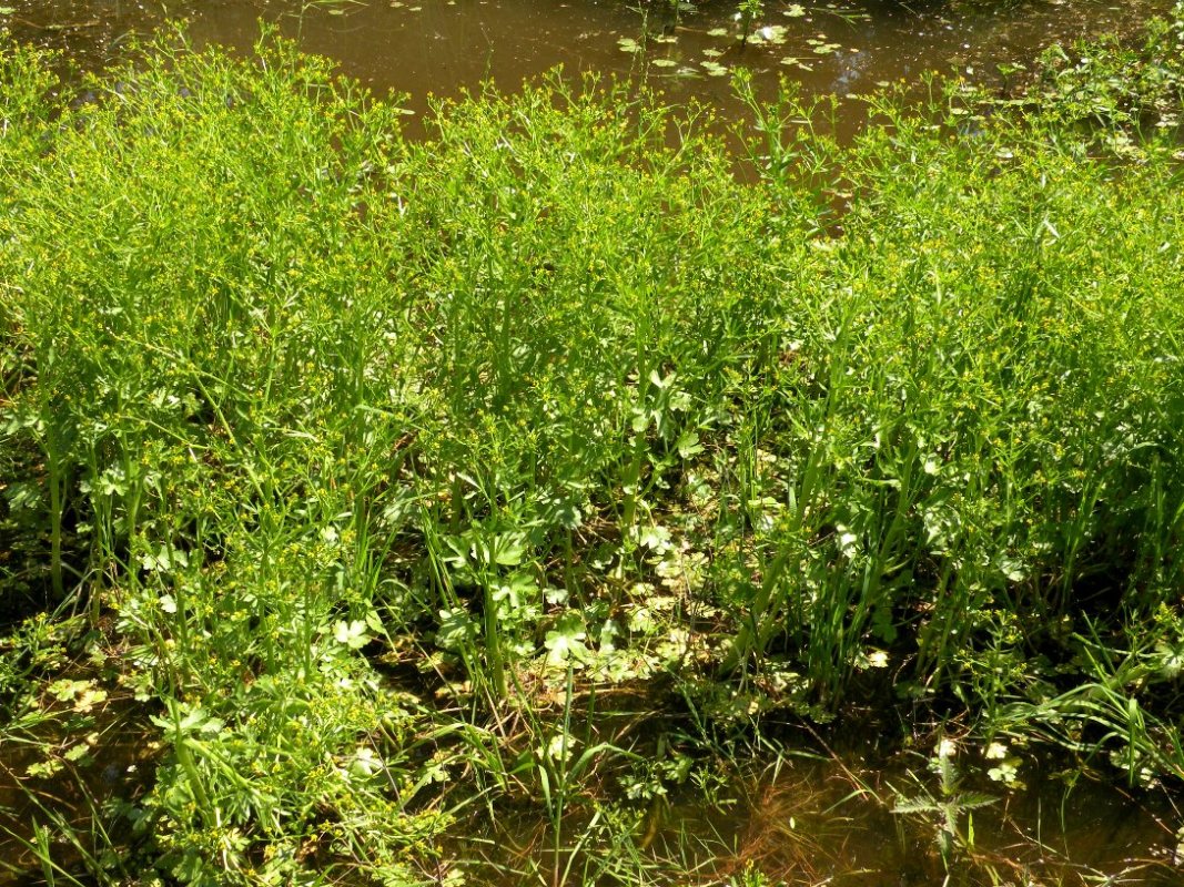 Image of Ranunculus sceleratus specimen.