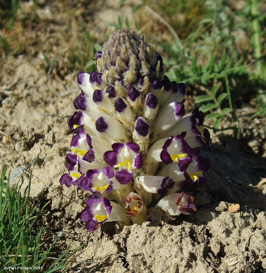 Image of Cistanche salsa specimen.