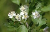 Crataegus turkestanica