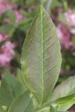 Rhododendron roseum