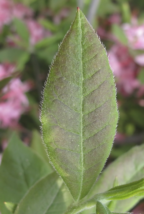 Изображение особи Rhododendron roseum.