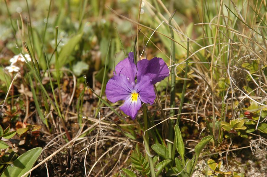 Image of Viola oreades specimen.