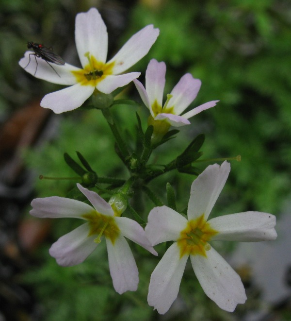Image of Hottonia palustris specimen.