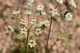 Sphaenolobium tianschanicum. Соцветия. Узбекистан, Ташкентская обл., зап. отроги Чаткальского хр., гора Бол. Чимган. 02.07.2011.