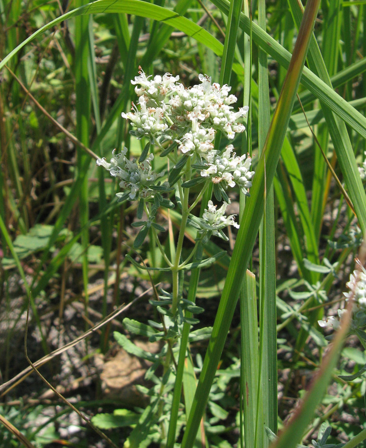 Image of Teucrium capitatum specimen.