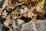 Sedum gracile. Соцветия. Республика Карачаево-Черкесия, Домбай, берег р. Аманауз, ≈ 1600 м н.у.м. 10.07.2011.