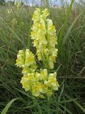 Linaria vulgaris