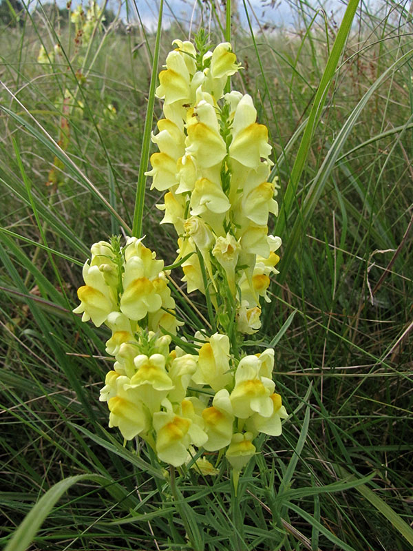 Изображение особи Linaria vulgaris.