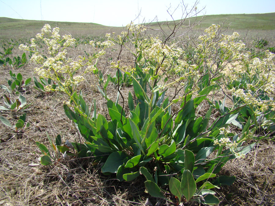 Image of Lepidium cartilagineum specimen.