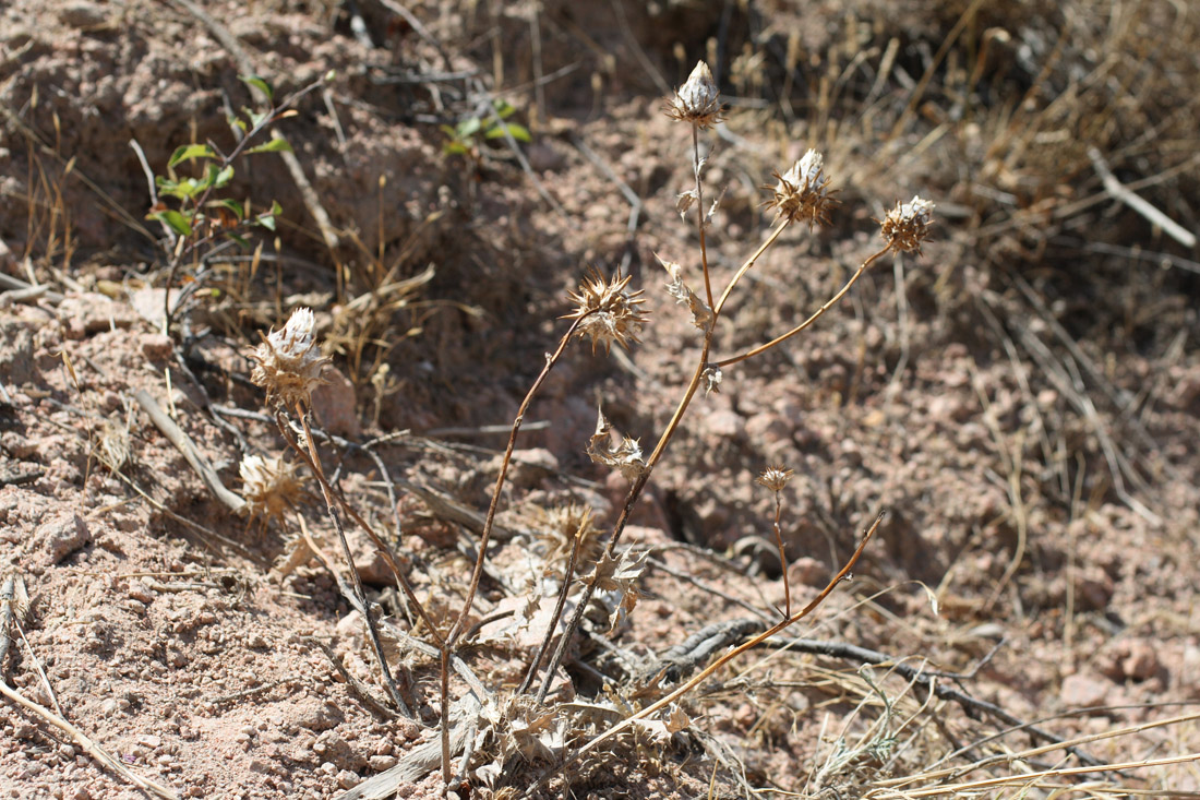 Image of Cousinia tianschanica specimen.