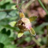 Potentilla crantzii