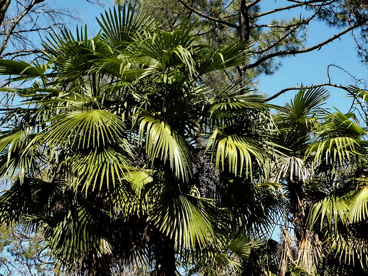 Изображение особи Trachycarpus fortunei.