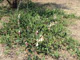 Capparis herbacea