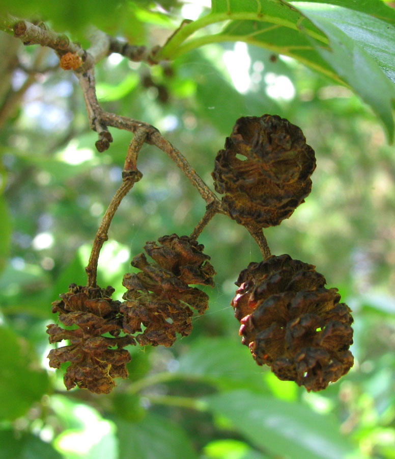 Изображение особи Alnus glutinosa.