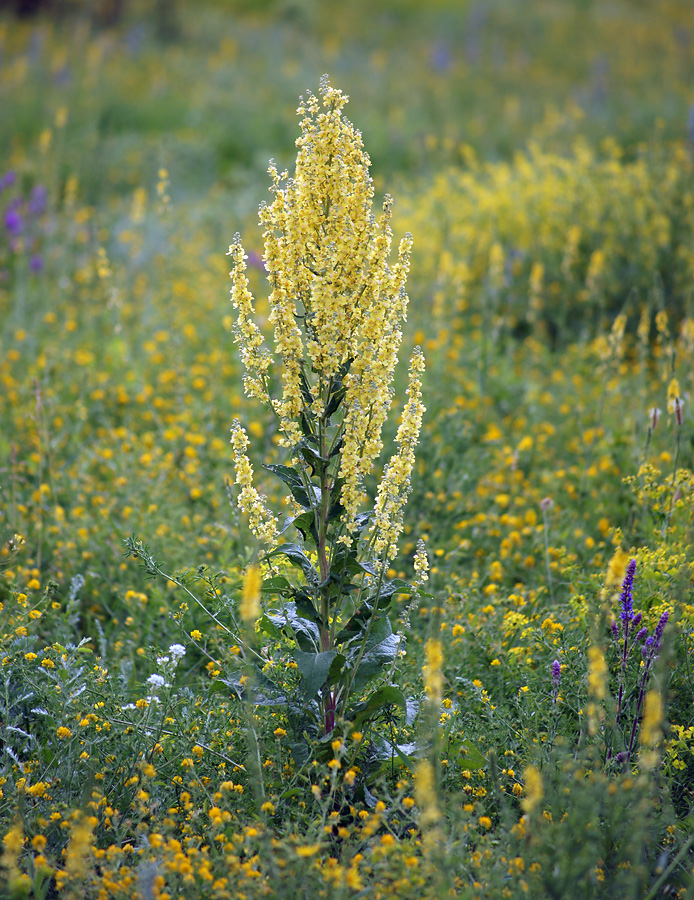 Изображение особи Verbascum lychnitis.