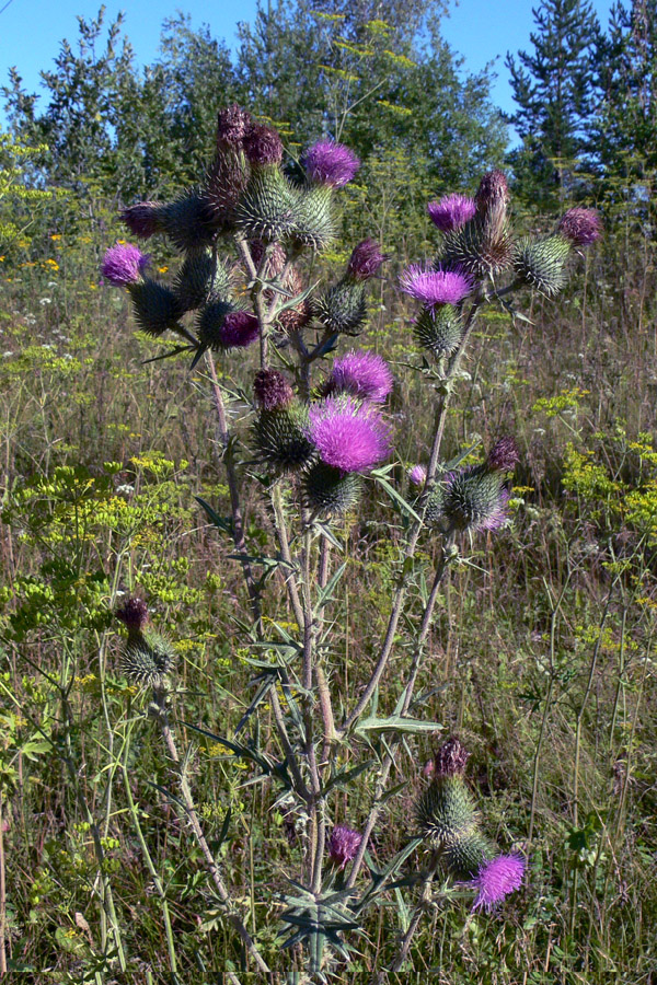 Изображение особи Cirsium vulgare.