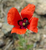 Papaver pavoninum. Цветок с кормящимся жуком. Алматинская обл., Енбекшиказахский р-н, предгорья гор Согети. 10.05.2011.