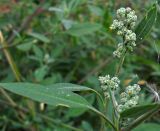 Chenopodium album. Верхушка цветущего растения. Ростовская обл., Азовский р-н, с. Кугей, во дворе. 13.08.2011.