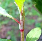 Persicaria × lenticularis. Раструб и черешки листьев. Ярославская обл., г. Углич, пустырь. 05.08.2009.