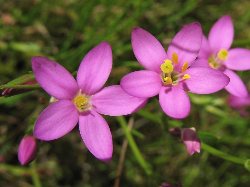 Изображение особи Centaurium littorale.