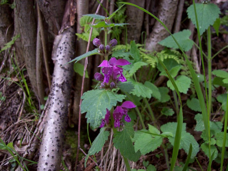 Image of Lamium maculatum specimen.