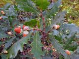 genus Quercus
