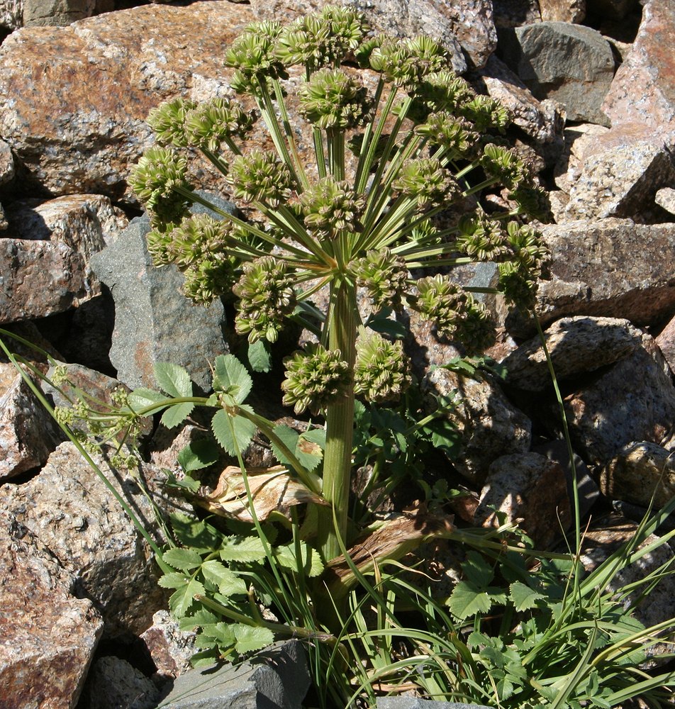 Изображение особи Archangelica brevicaulis.