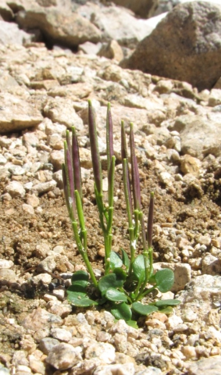 Изображение особи Cardamine bellidifolia.