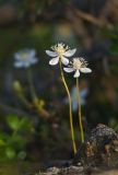 Coptis trifolia. Цветки. Сахалин, Северо-Сахалинская равн., р. Вал. 26.06.2011.