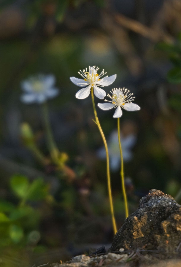 Изображение особи Coptis trifolia.