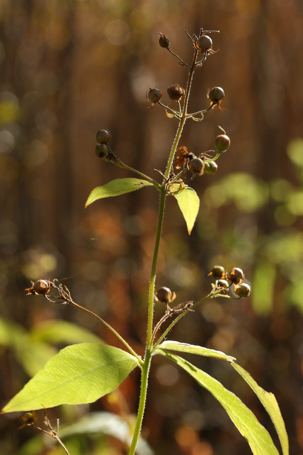 Image of Lysimachia vulgaris specimen.