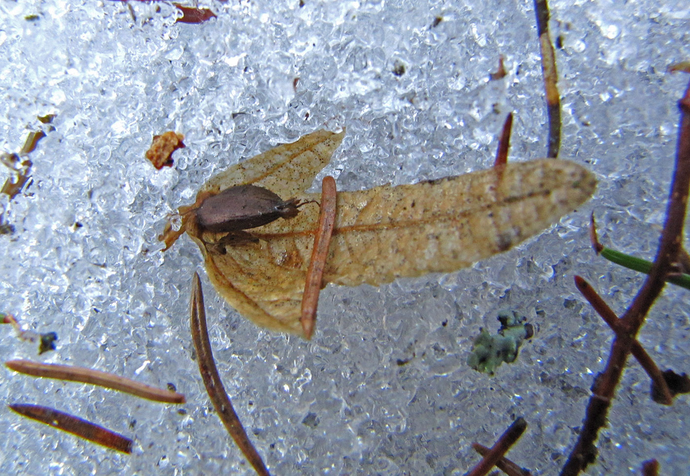 Image of Carpinus betulus specimen.