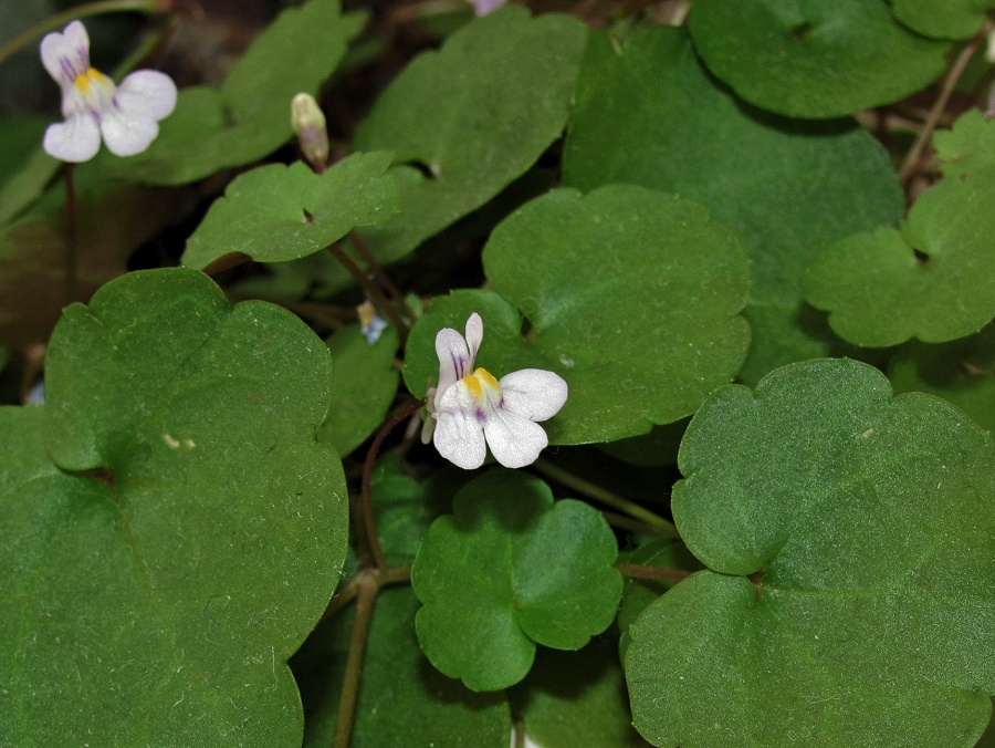 Изображение особи Cymbalaria muralis.