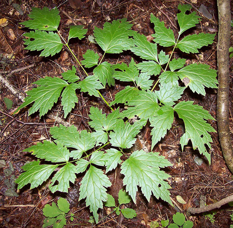 Изображение особи Actaea spicata.